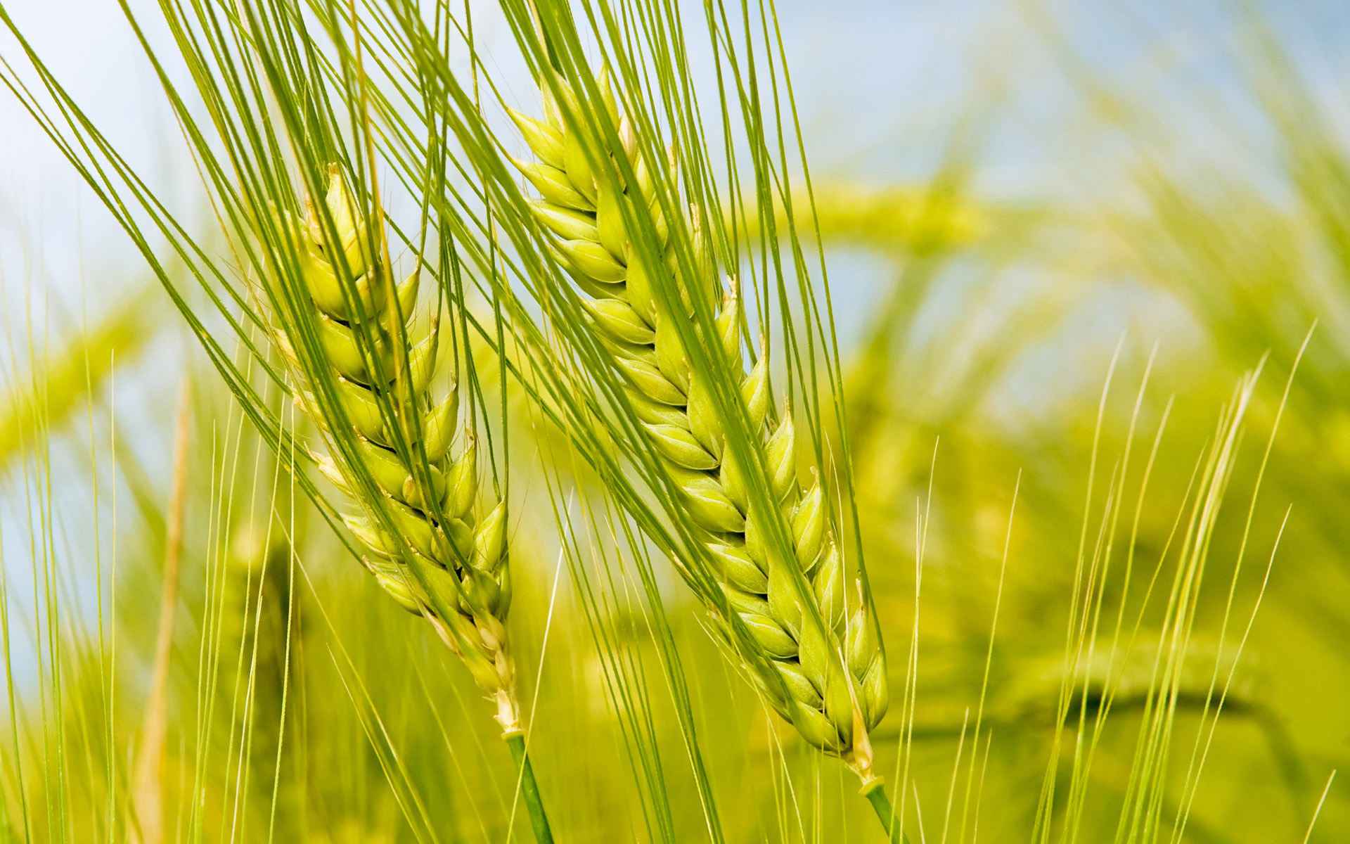 Agro Danışmanlığı